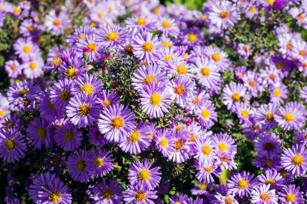 istock Purple autumn asters with yellow centers (Symphyotrichum novi-belgii) 884693598