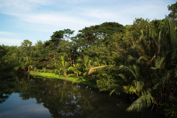 istock Coconut trees and trees in the park 884698318