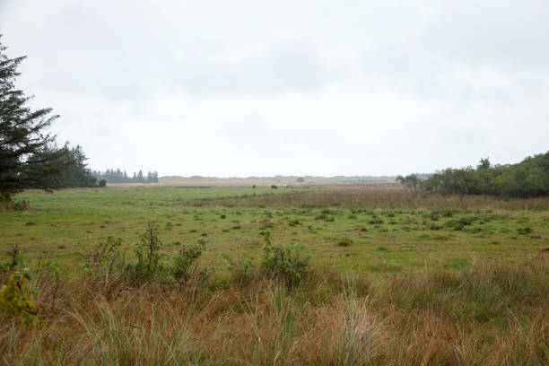 istock countryside, wild meadow with fog 884702398