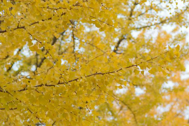 istock Vibrant yellow Autumn Ginkgo leaves branches 884707858