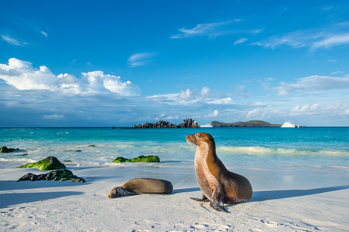 Galapagos sea lions (Zalophus wollebaeki) are sunbathing in the last sunlight at the beach of Espanola island, Galapagos Islands in the Pacific Ocean. This species of sea lion is endemic at the Galapagos islands; In the background one of the typical tourist yachts is visible. Wildlife shot.