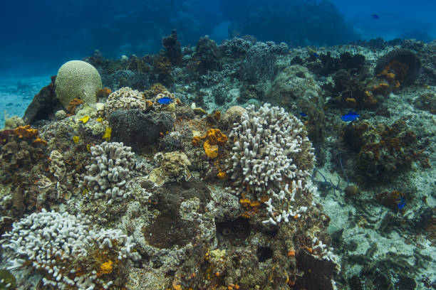 istock Bleached coral reef and blue chromis 884713172