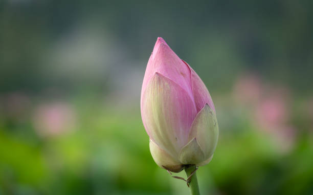 istock Pink lotus flower 884713186