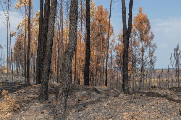 istock Burned forest in Portugal. 884713414