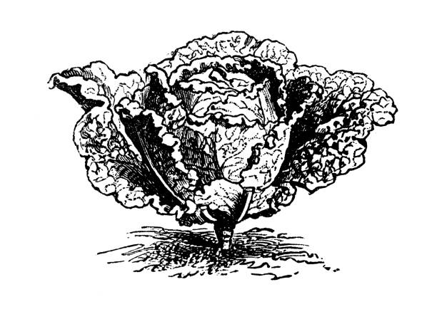 botanika warzywa rośliny antyczne grawerowanie ilustracja: kapusta sabauńska - savoy cabbage stock illustrations