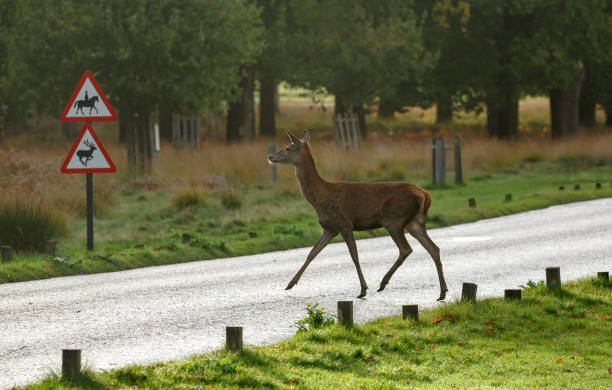 istock Deer crossing the road 884723296