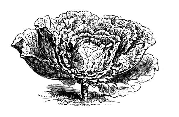 botanika warzywa rośliny antyczne grawerowanie ilustracja: kapusta sabauńska - savoy cabbage stock illustrations