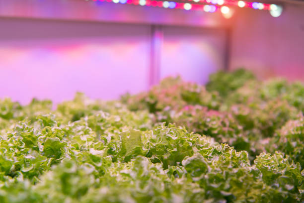istock Greenhouse vegetables Plant with Led Light Indoor Farm Technology 884725482
