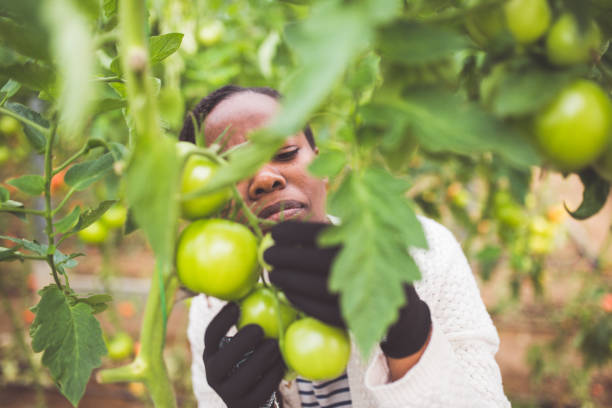 istock Woman Picking Ripe Organic Tomatoes 884729892