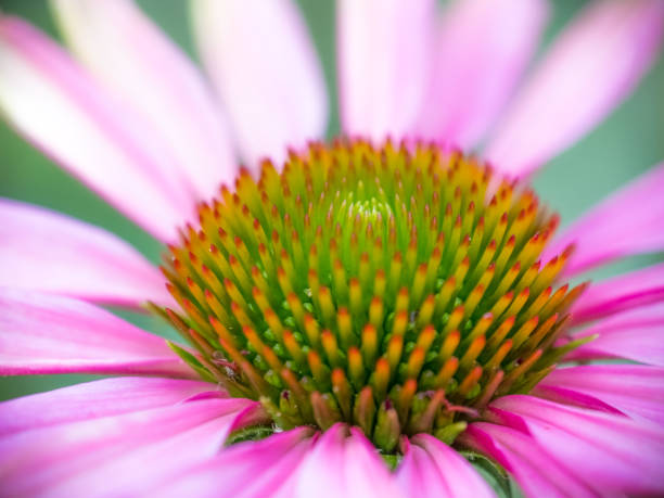 istock Echinacea purple coneflower detailed macro view 884732792