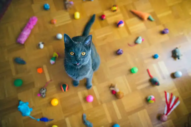 Beautiful Chartreux cat sitting among  the group of cat toys on the floor, toys making circle