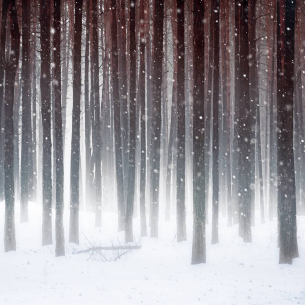 Winter Storm with a Blizzard in  Pine winter forest. Thick air haze, fog. White snow on the ground. The bark of trees illuminated sun.