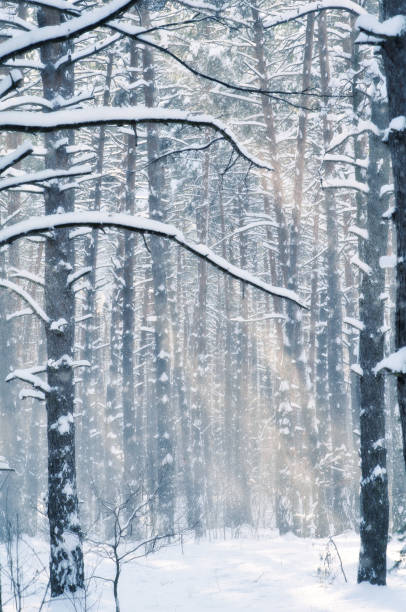 istock Storm with a Blizzard in the winter pine forest 884735500