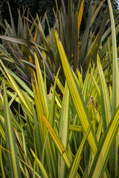 foglie di nuova zelanda lino phormium agavaceae tanax luce scura - new zealand flax foto e immagini stock