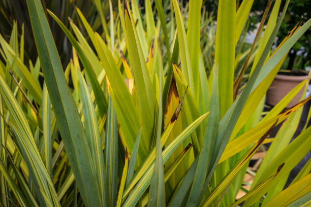 foglie di nuova zelanda lino phormium agavaceae tanax luce scura - new zealand flax foto e immagini stock