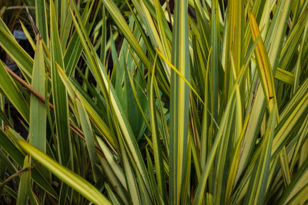 sale de nueva zelanda phormium lino agavaceae tanax oscuro ddelight - new zealand fotos fotografías e imágenes de stock