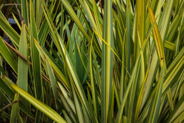 sai de nova zelândia phormium linho agavaceae jonathan escuro ddelight - new zealand fotos - fotografias e filmes do acervo