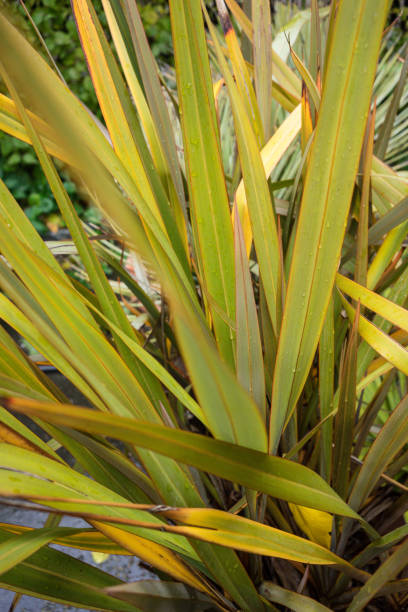 foglie di nuova zelanda lino phormium agavaceae tanax luce scura - new zealand flax foto e immagini stock