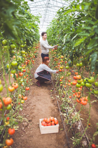 istock In a Row of Organic Tomatoes 884737122