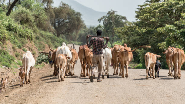 mucche e bovini nella valle dell'omo in etiopia - dancing africa ethiopian culture ethiopia foto e immagini stock