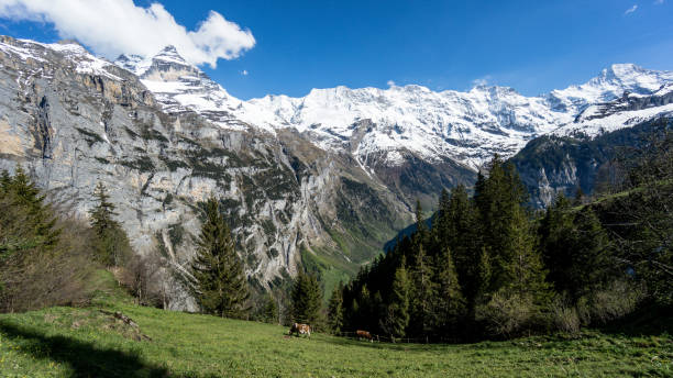 istock Scenic Swiss Alps mountains with cows and clouds 884764950