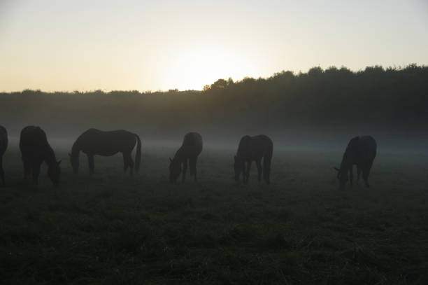 istock Grazing horses af daybreak 884785168