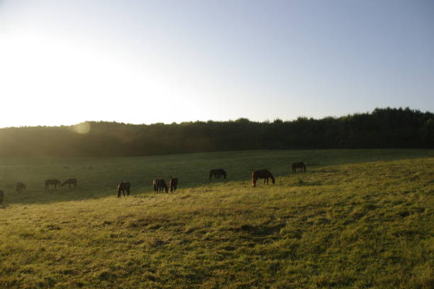istock Grazing horses af daybreak 884789796