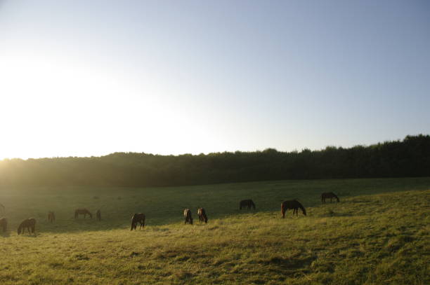 istock Grazing horses af daybreak 884790766