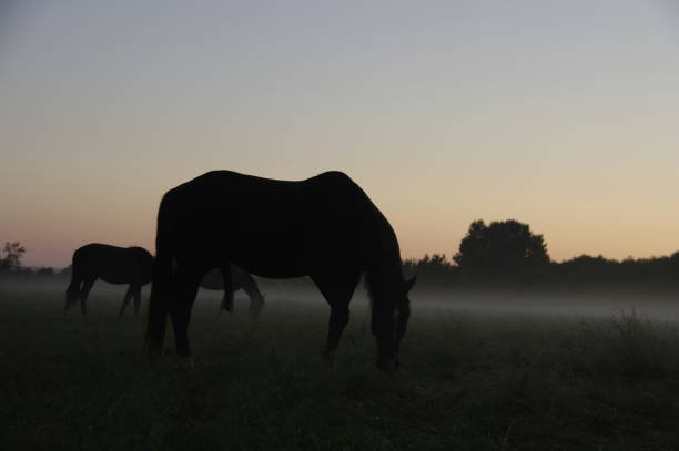 istock Grazing horses ad daybreak 884791916