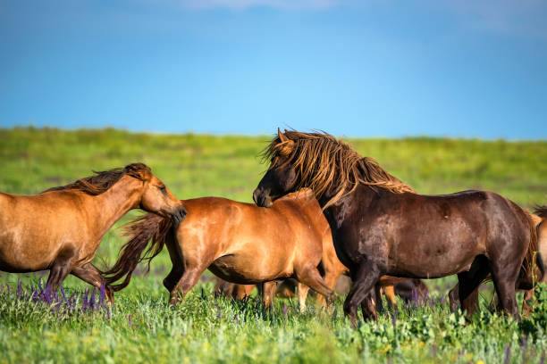 istock Wild horses grazing on summer meadow 884792114