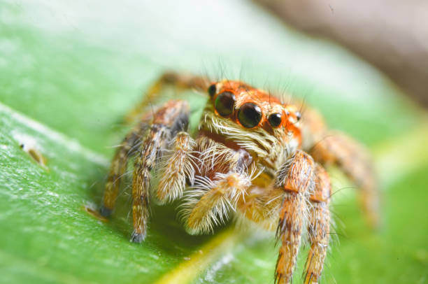 istock Spiders jumping orange in nature in macro view. 884800726