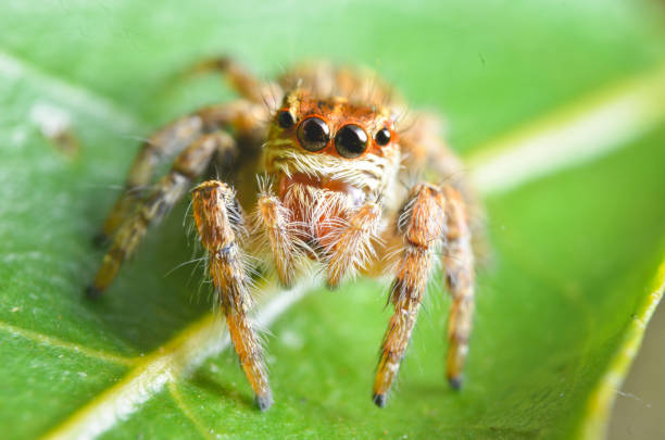 istock Spiders jumping orange in nature in macro view. 884800740