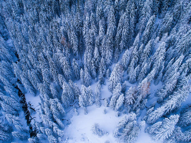 istock 4 Seasons -  aerial view snowcapped trees in forest 884800942