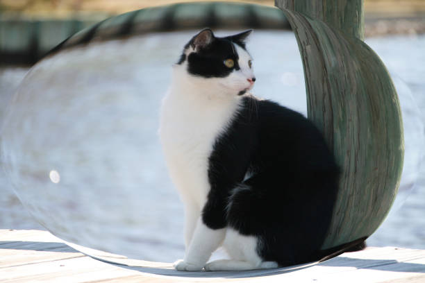istock Black and white cat feline sitting on wood dock bubble 884801158