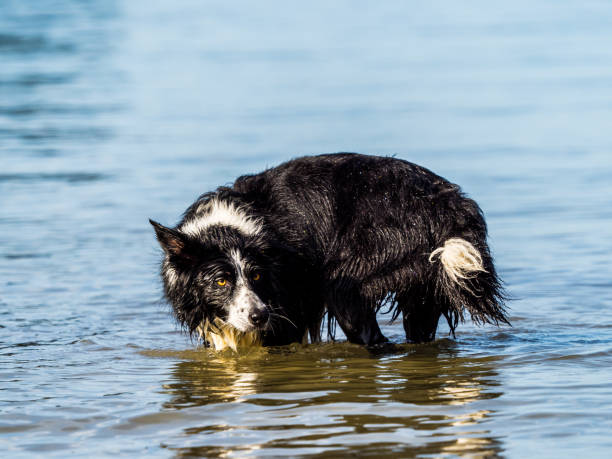 istock Border collie dog on beach 884803558