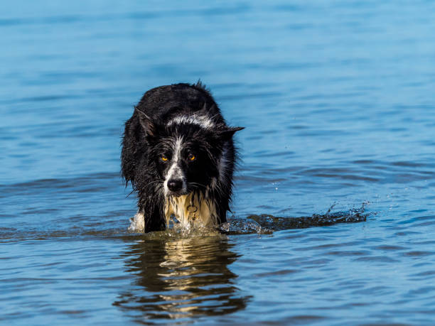 istock Border collie dog on beach 884805644