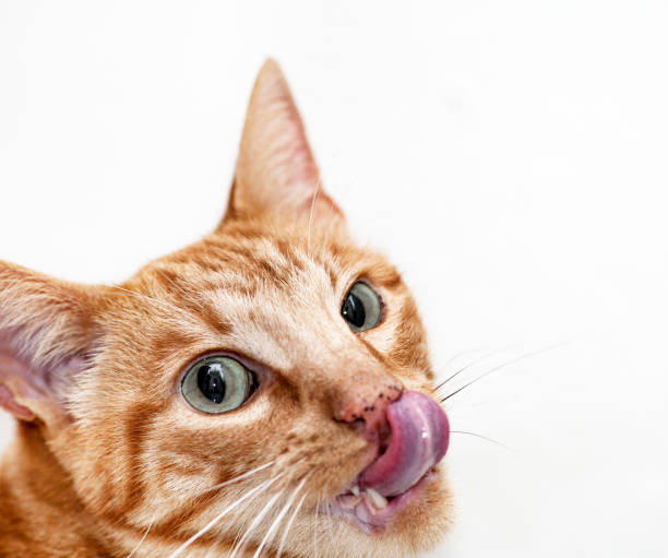 istock Cat sticking out tongue 884811228