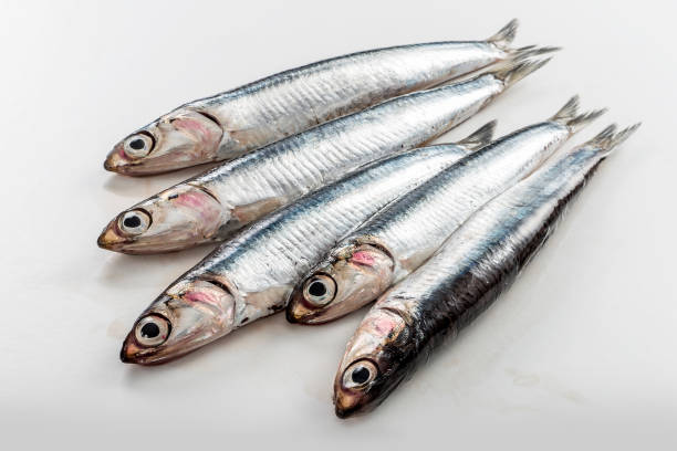 cinque acciughe fresche isolate su sfondo bianco - market fish mackerel saltwater fish foto e immagini stock