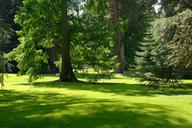 istock Summer park on bright sunny day. 884816068