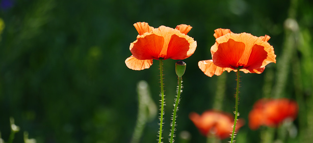 Red poppies in the sunlight. Copy space