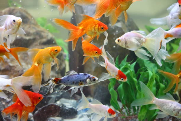 istock Goldfishes in a freshwater aquarium 884816298