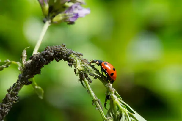 seven-spot ladybird with aphids