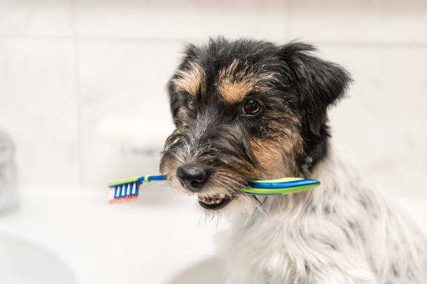 pies siedzi ze szczoteczką do zębów w zlewie łazienkowym - jack russell terrier - dental hygiene bathroom nobody toiletries zdjęcia i obrazy z banku zdjęć