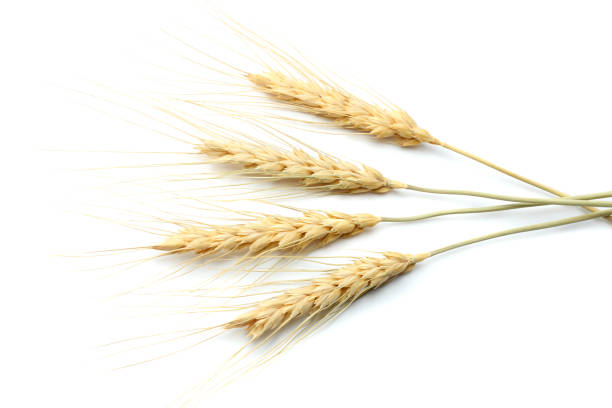 istock spikelets of wheat isolated on white background. top view 884819924