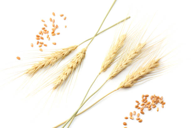 istock spikelets of wheat isolated on white background. top view 884819954