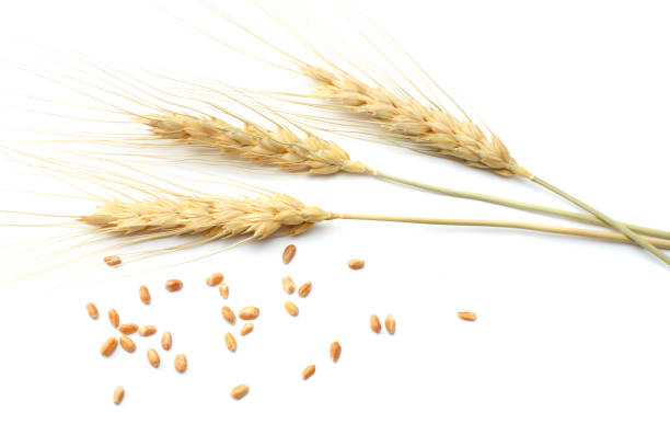istock spikelets of wheat isolated on white background. top view 884819958