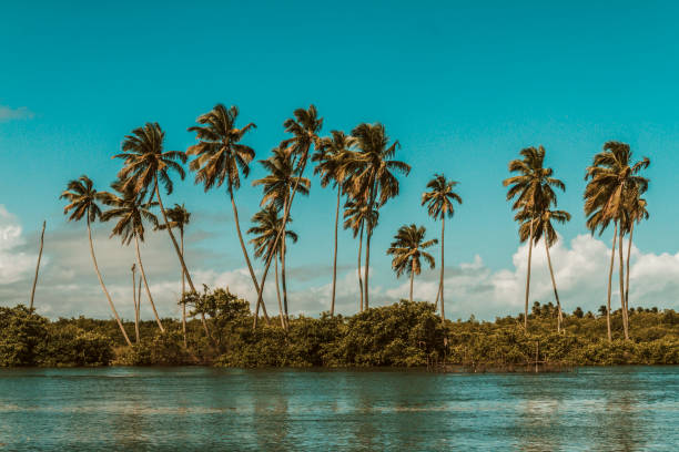 Brazilian Vibes Landscape scene of brazilian coconut trees maceio photos stock pictures, royalty-free photos & images