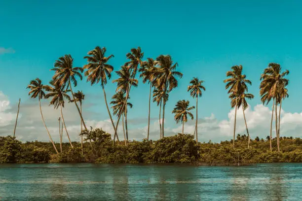 Landscape scene of brazilian coconut trees