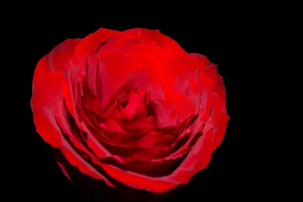 Beautiful Single Red Rose With Black Background.