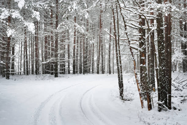 istock Path in a winter forest under thick layer of snow in Latvia 884833648
